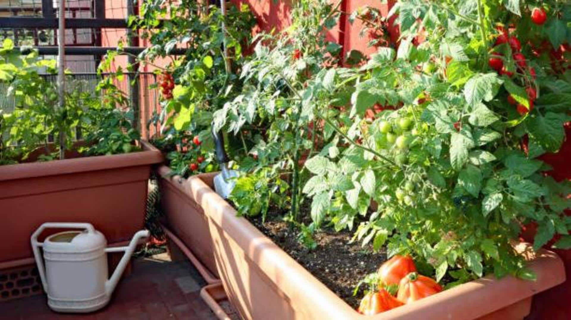 How to grow vegetables in small spaces