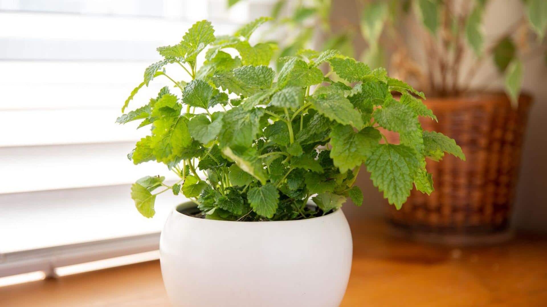 How to grow lemon balm at home