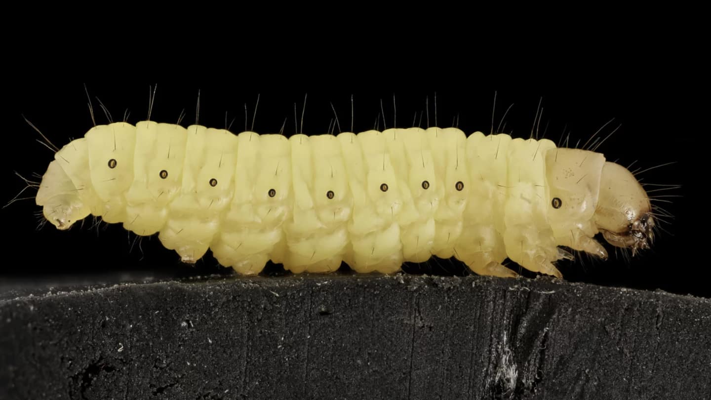 Wax worm's saliva can degrade tough plastic, claims study