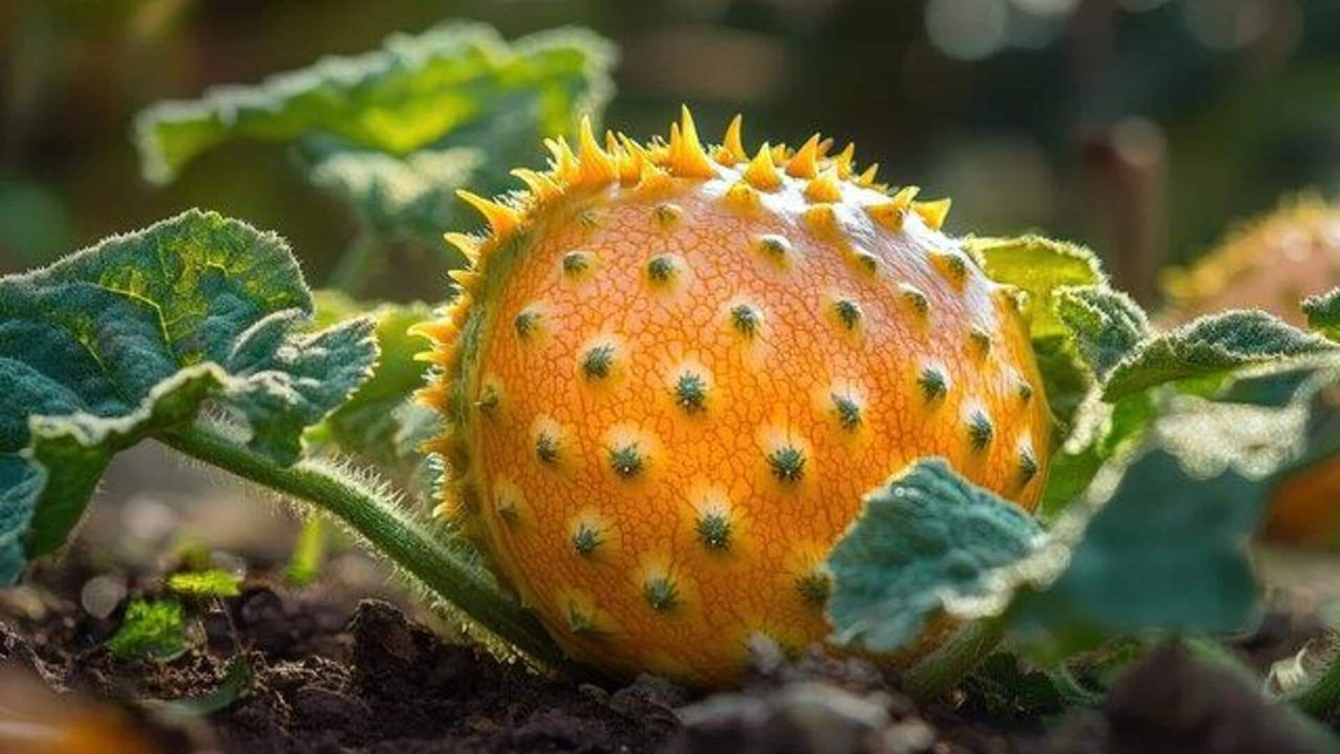 How to grow kiwano in your home: A complete guide