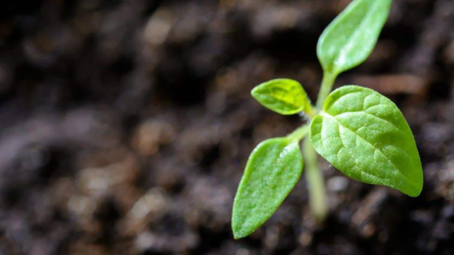 Air layering 101: How to grow more plants effortlessly Air layering 101: How to grow more plants effortlessly