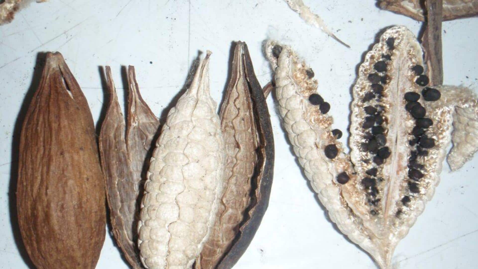 Kapok seeds: The superfood you probably didn't know about