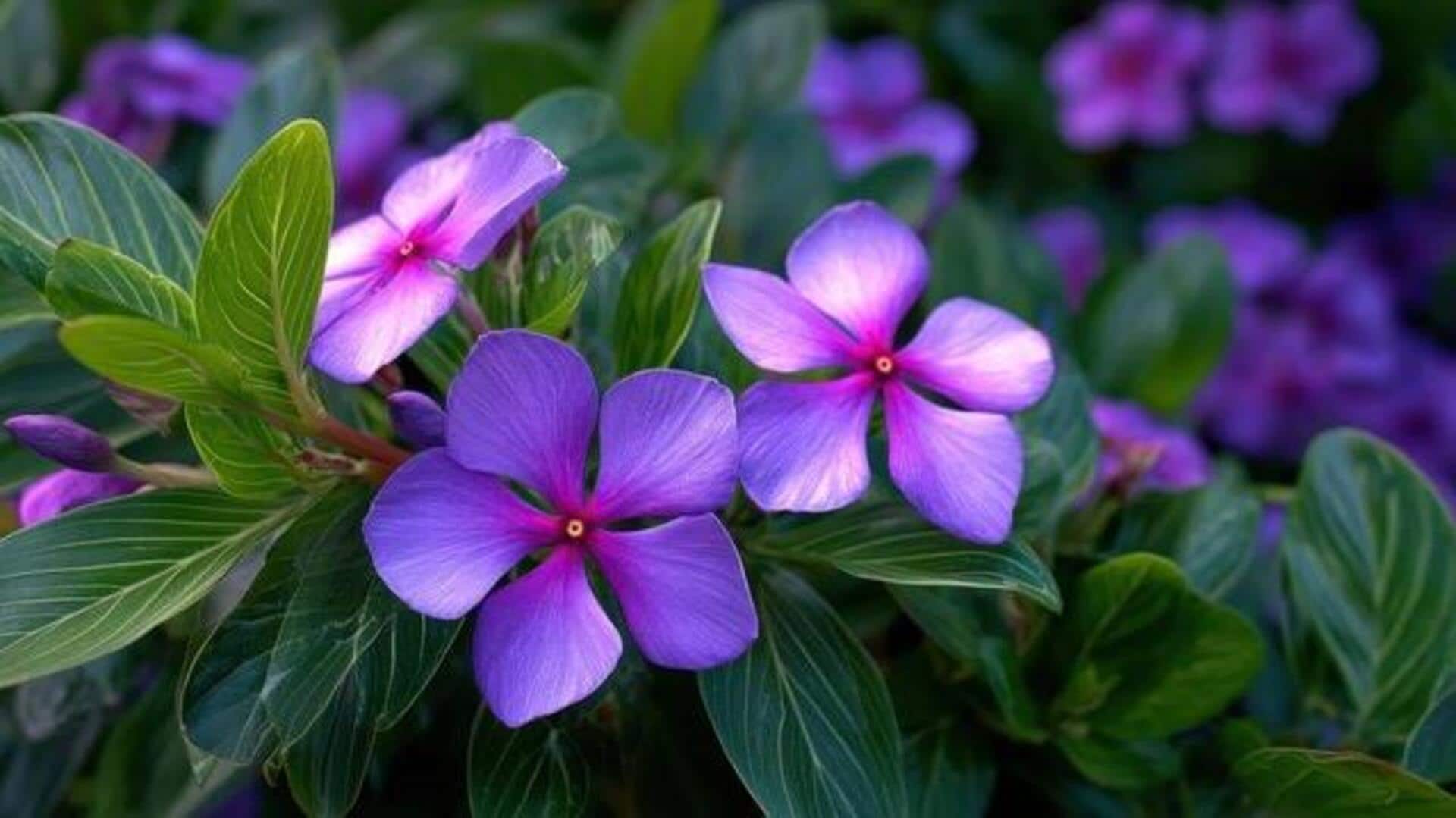 What is periwinkle? Why should you know about it?