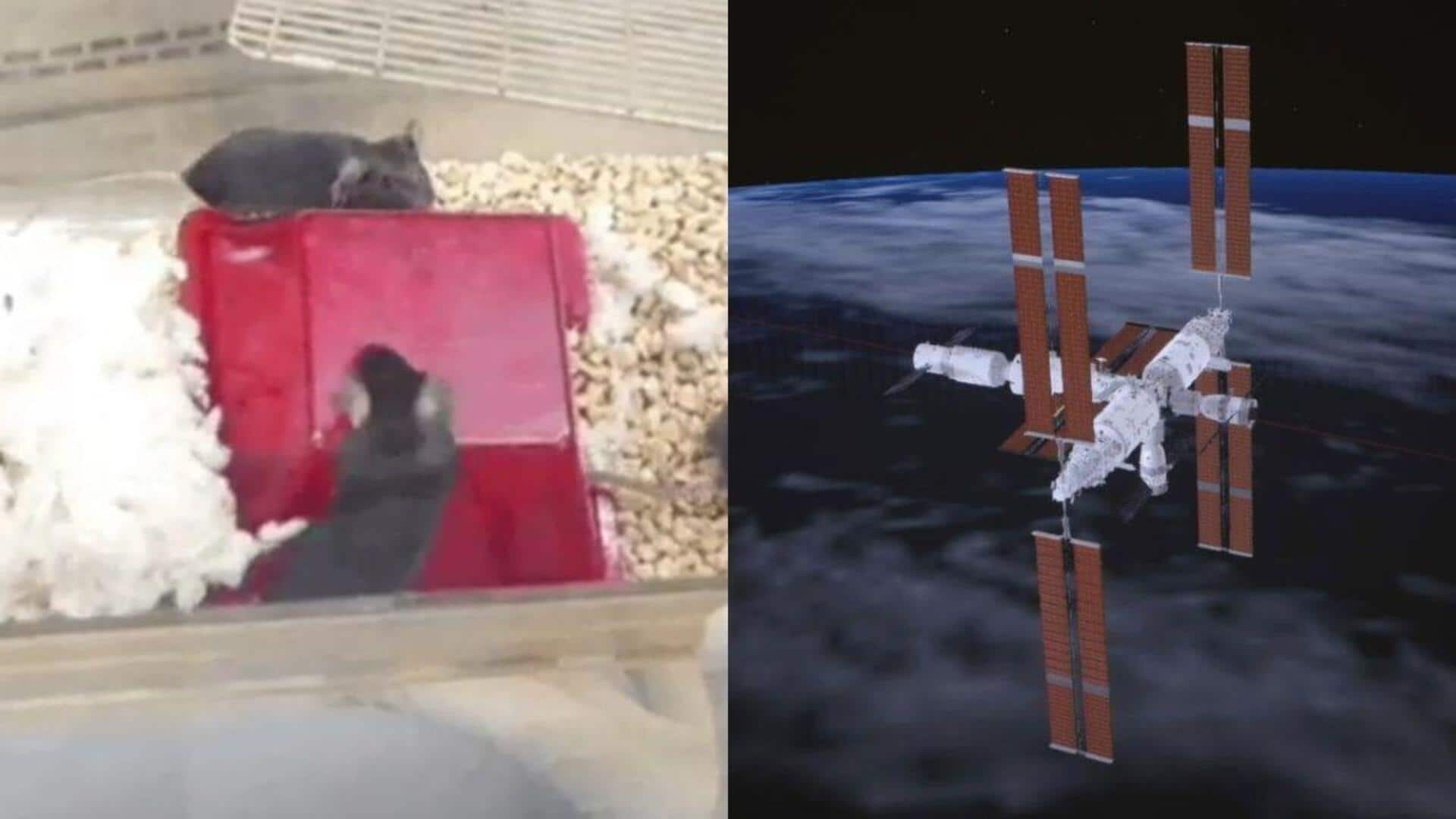 Mouse gives birth to 28 pups after returning from space