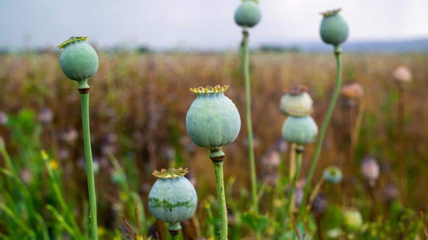 #NewsBytesExplainer: Why did India open opium trade to private firms