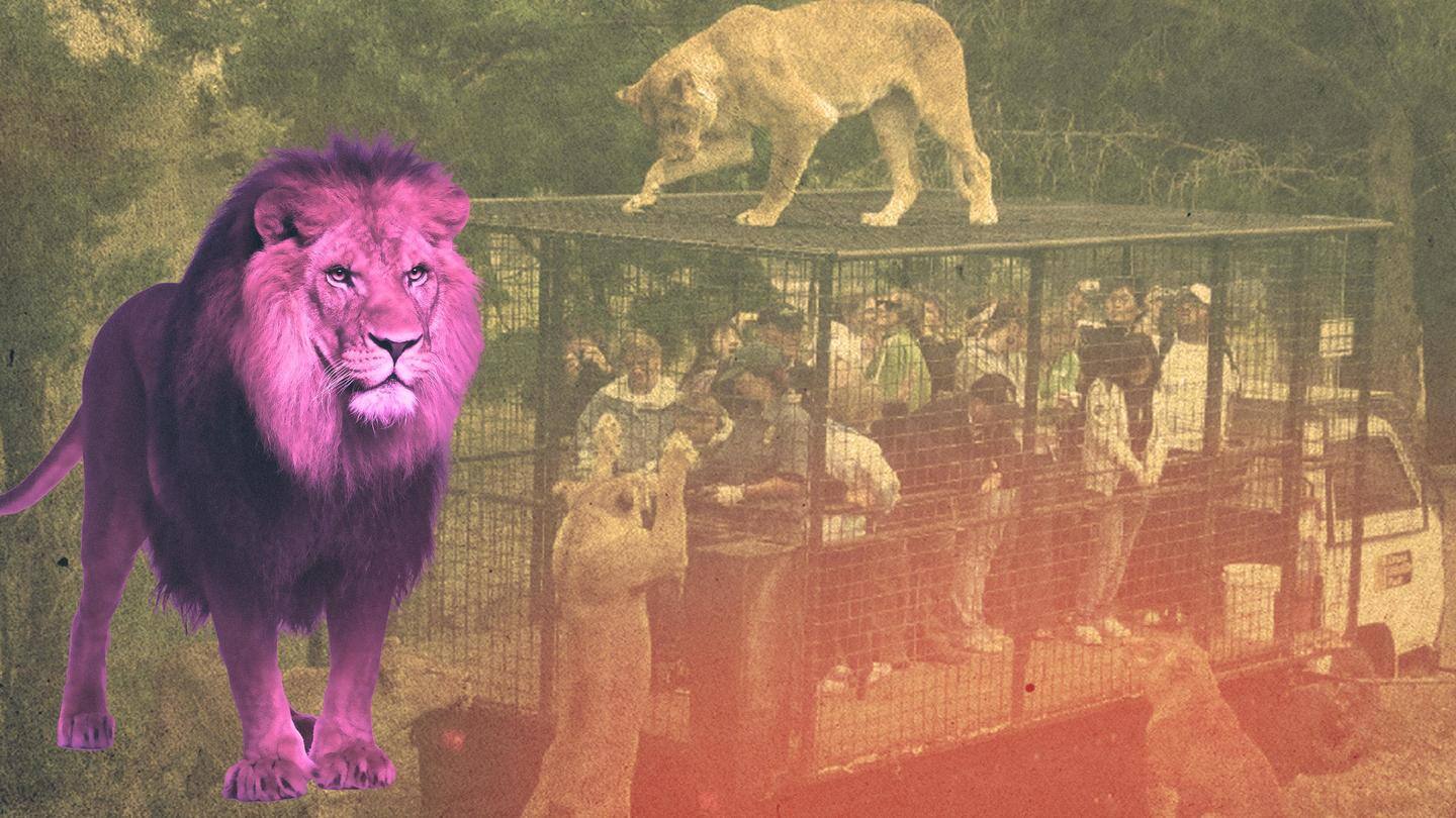 #ViralVideo: Here's a zoo that locks humans instead of animals