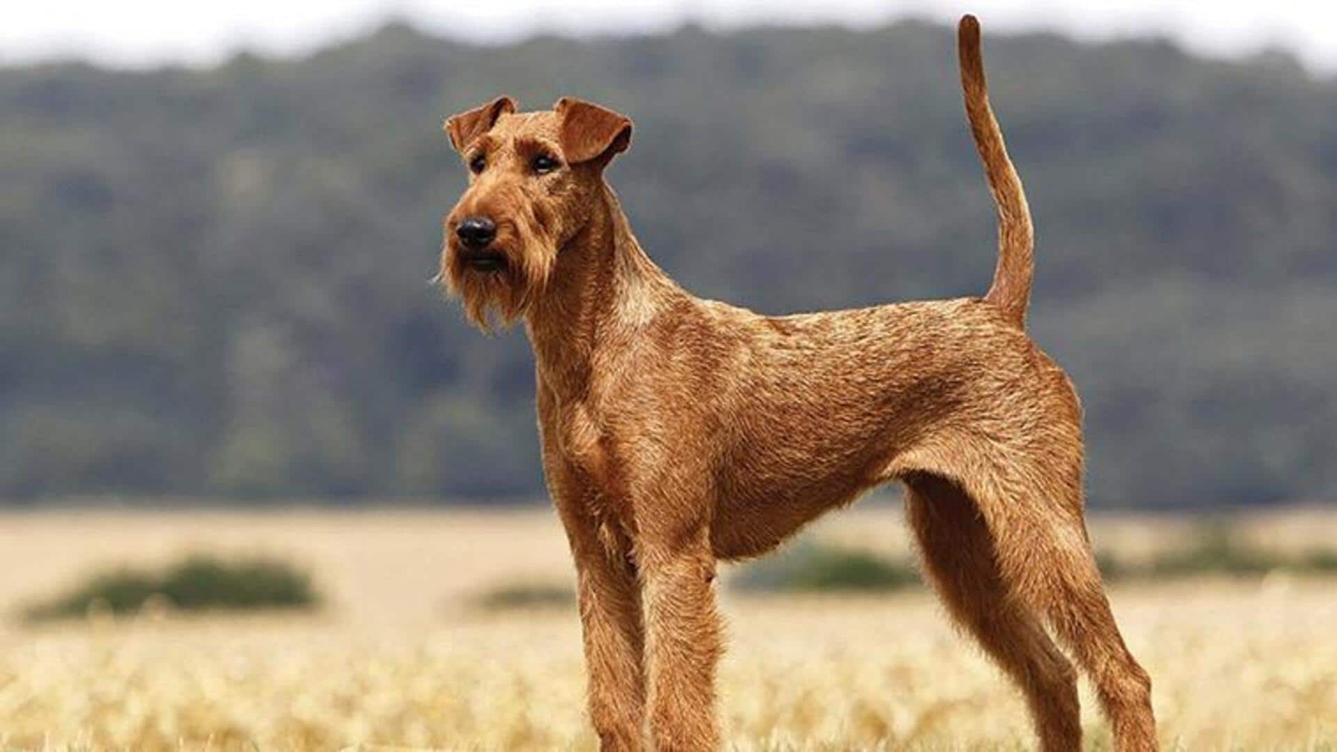 How to dry your Irish Terrier after a muddy adventure