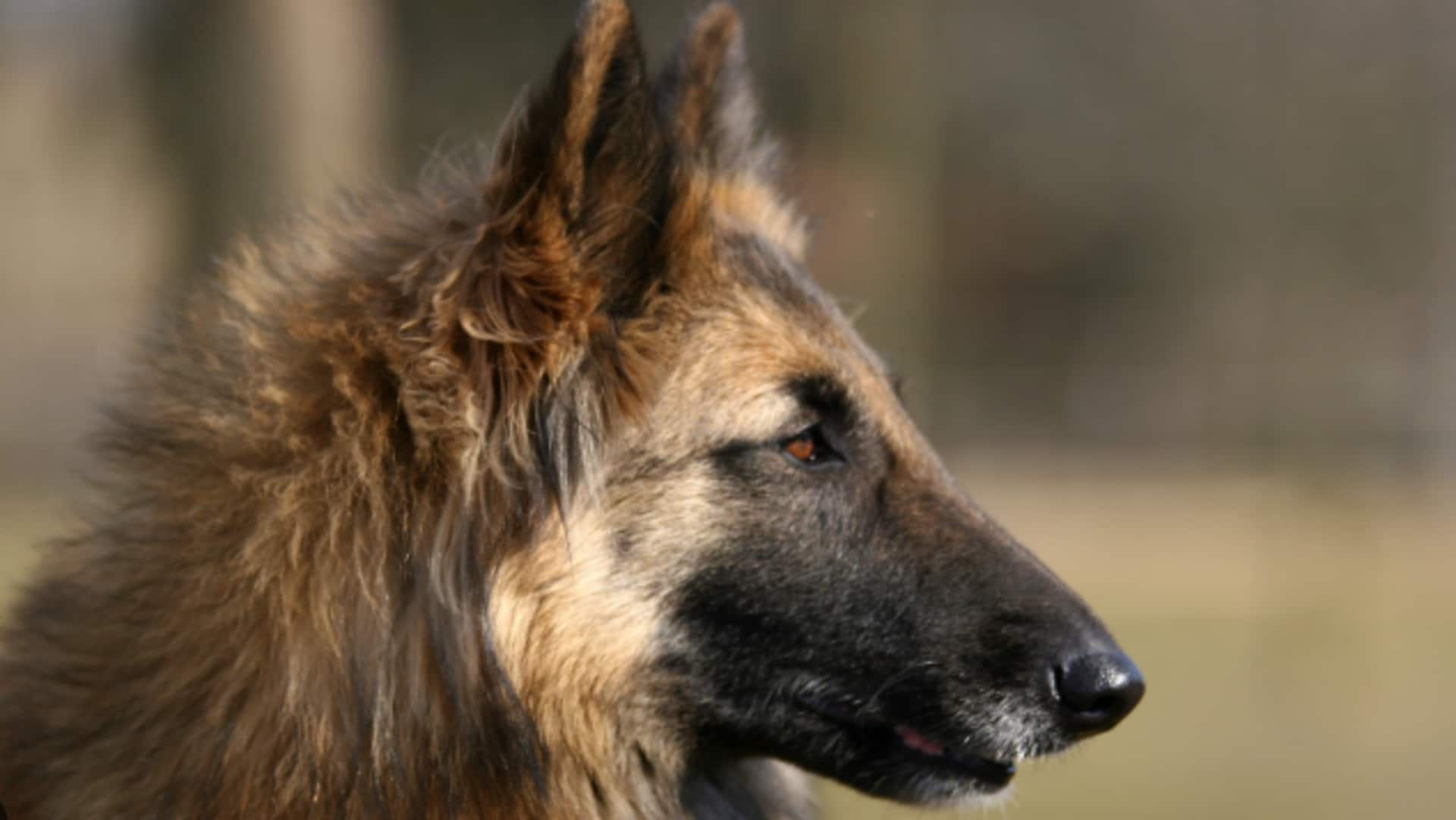 Indoor exercise strategies for your Belgian Tervuren dog