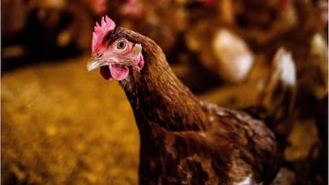 How bird flu could spread to humans, scientists reveal