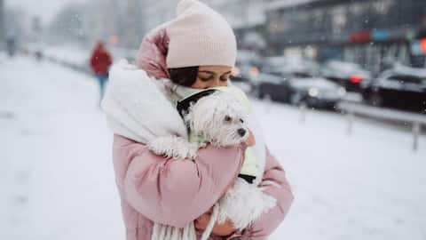 Common winter hazards for pets and how to avoid them