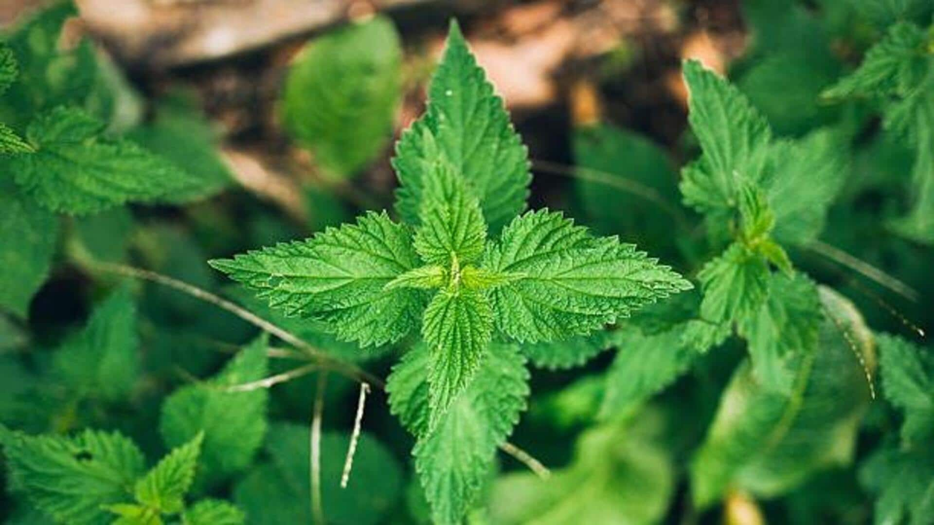 Why nettle deserves a spot in your vegan diet 