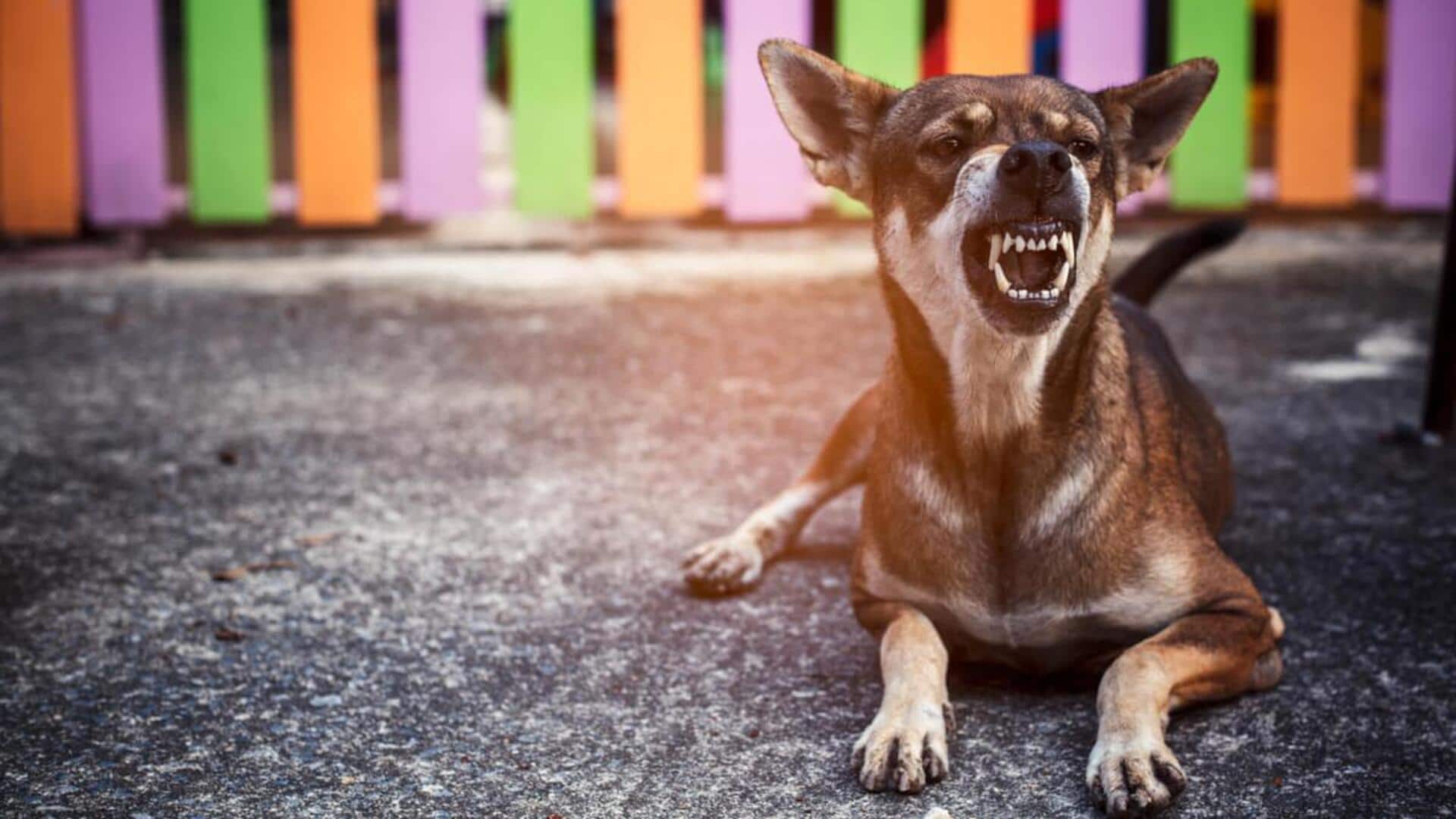 Days after SC's modified order, stray dog mauls 5-year-old
