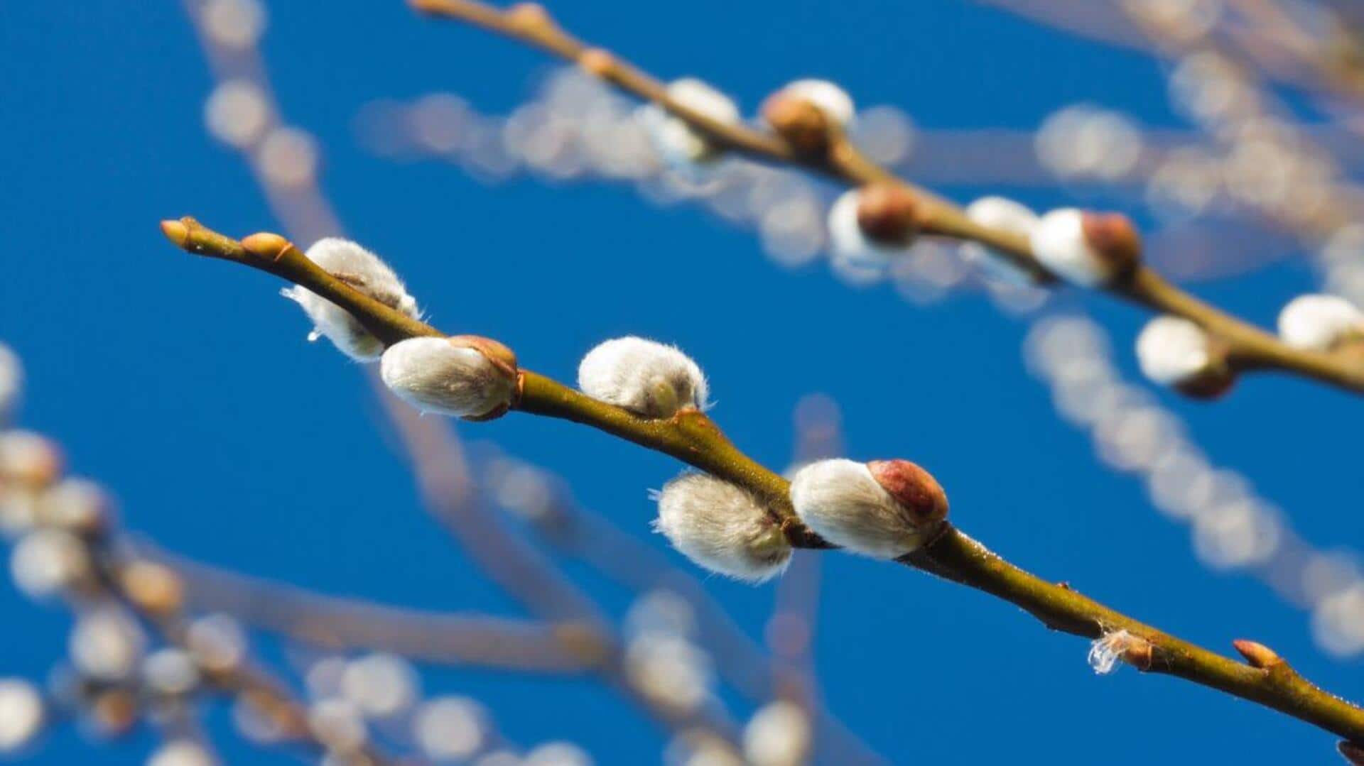 Home decor 101: Transform your space with willow branches Home decor 101: Transform your space with willow branches