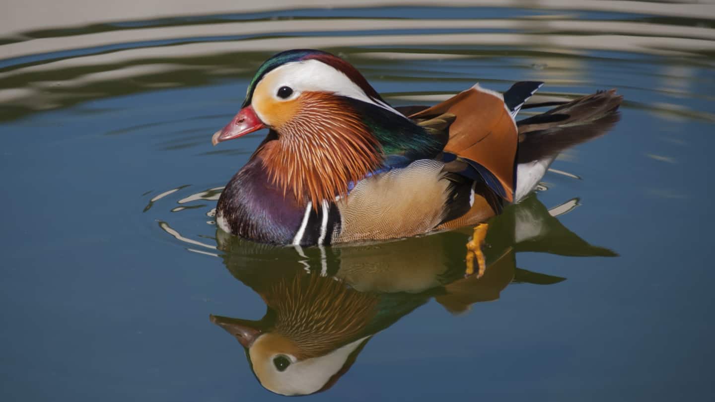 Video of a multicolored Mandarin duck goes viral, netizens awestruck