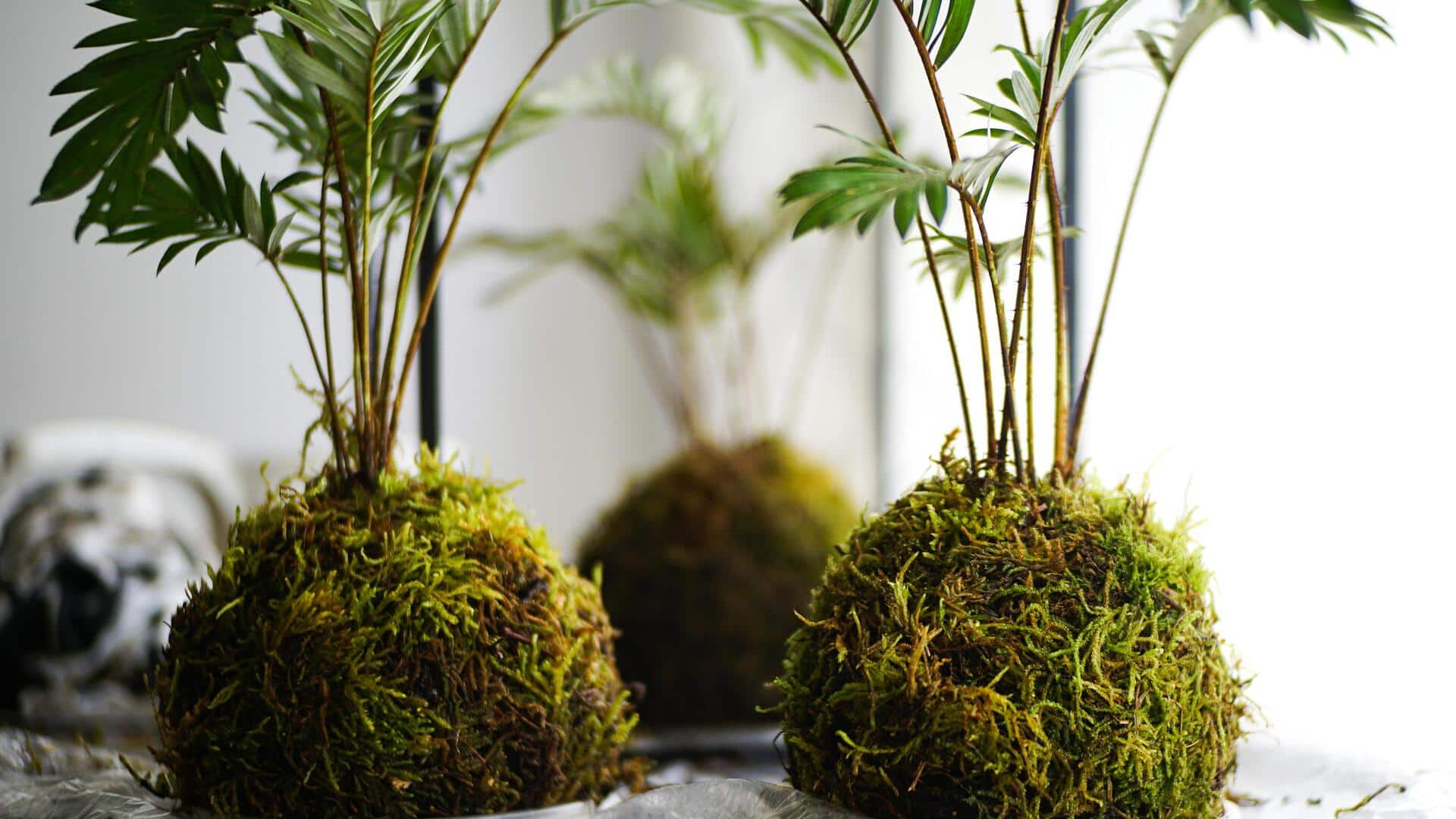 How to prevent moss buildup in indoor planters 