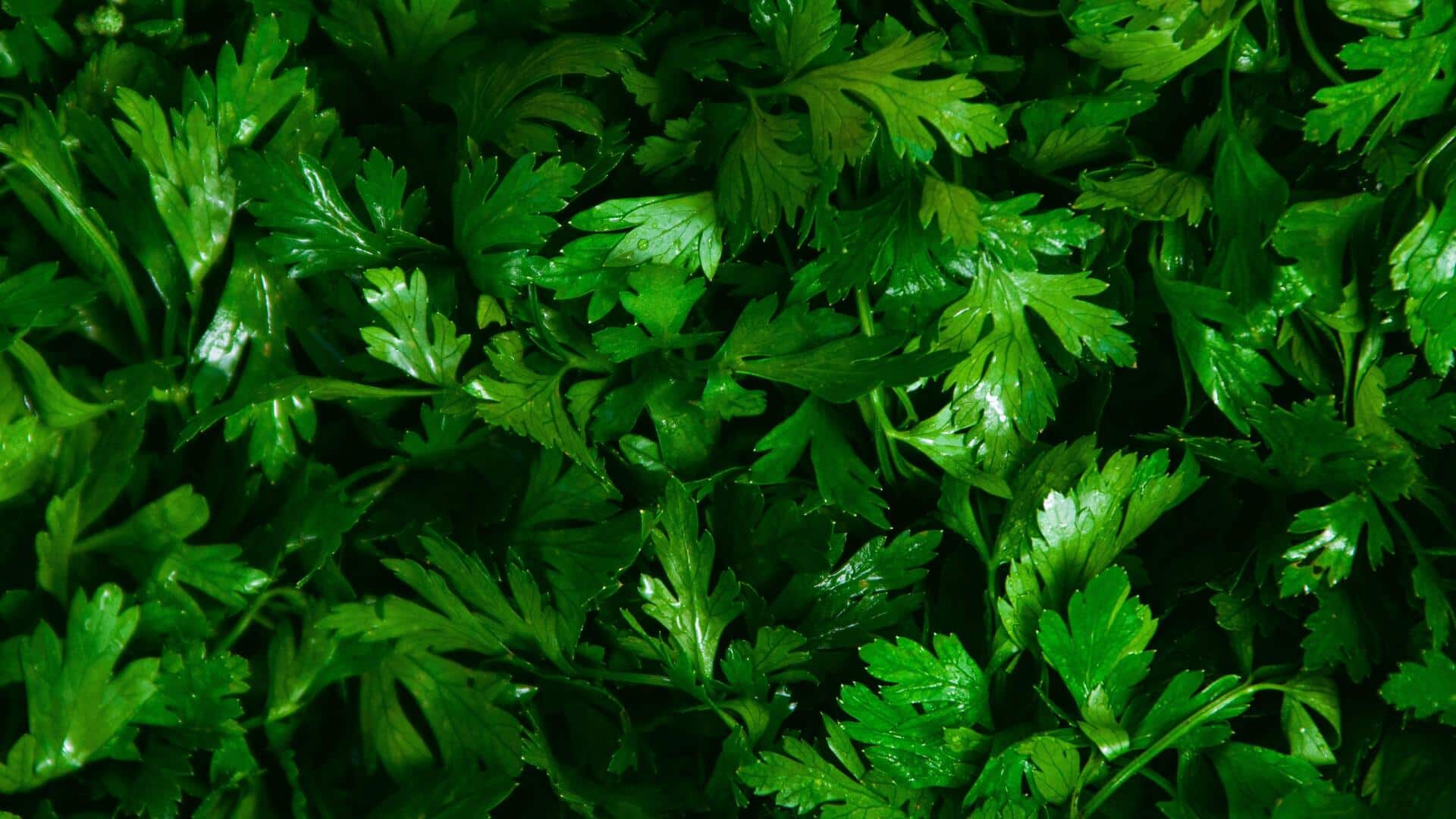 The nutritional difference between parsley and cilantro