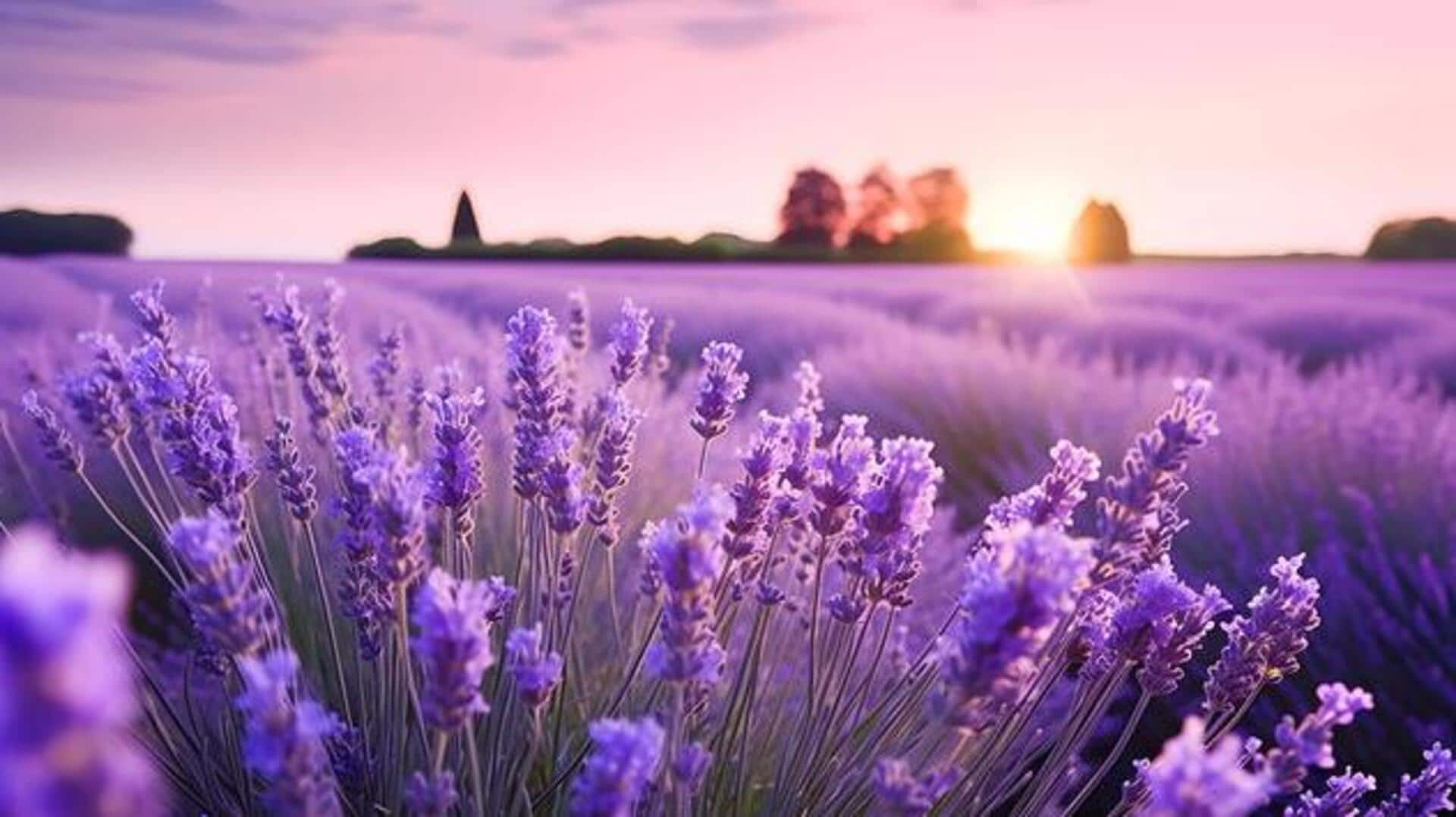 Wander through Provence's lavender fields and soap workshops