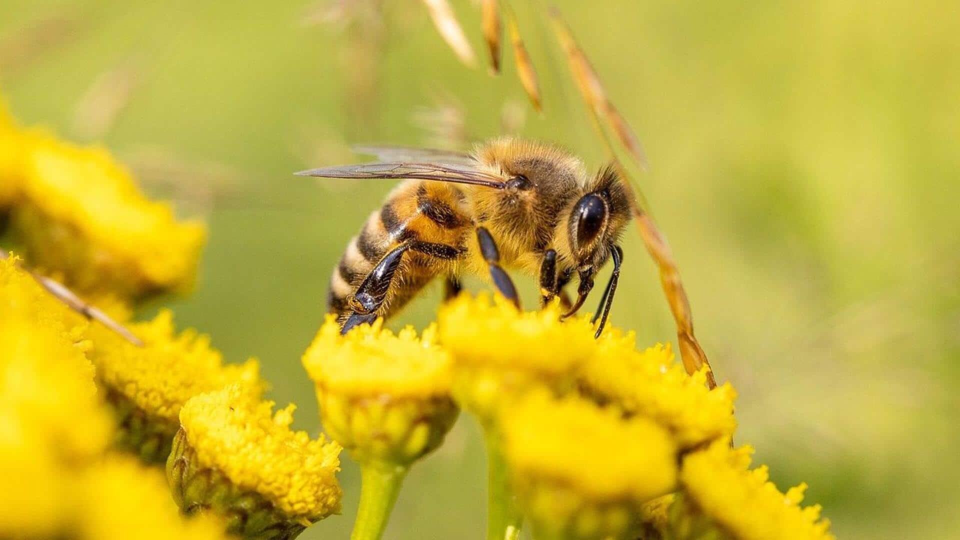 Scientists turn real bee into cyborg using a brain controller Scientists turn real bee into cyborg using a brain controller