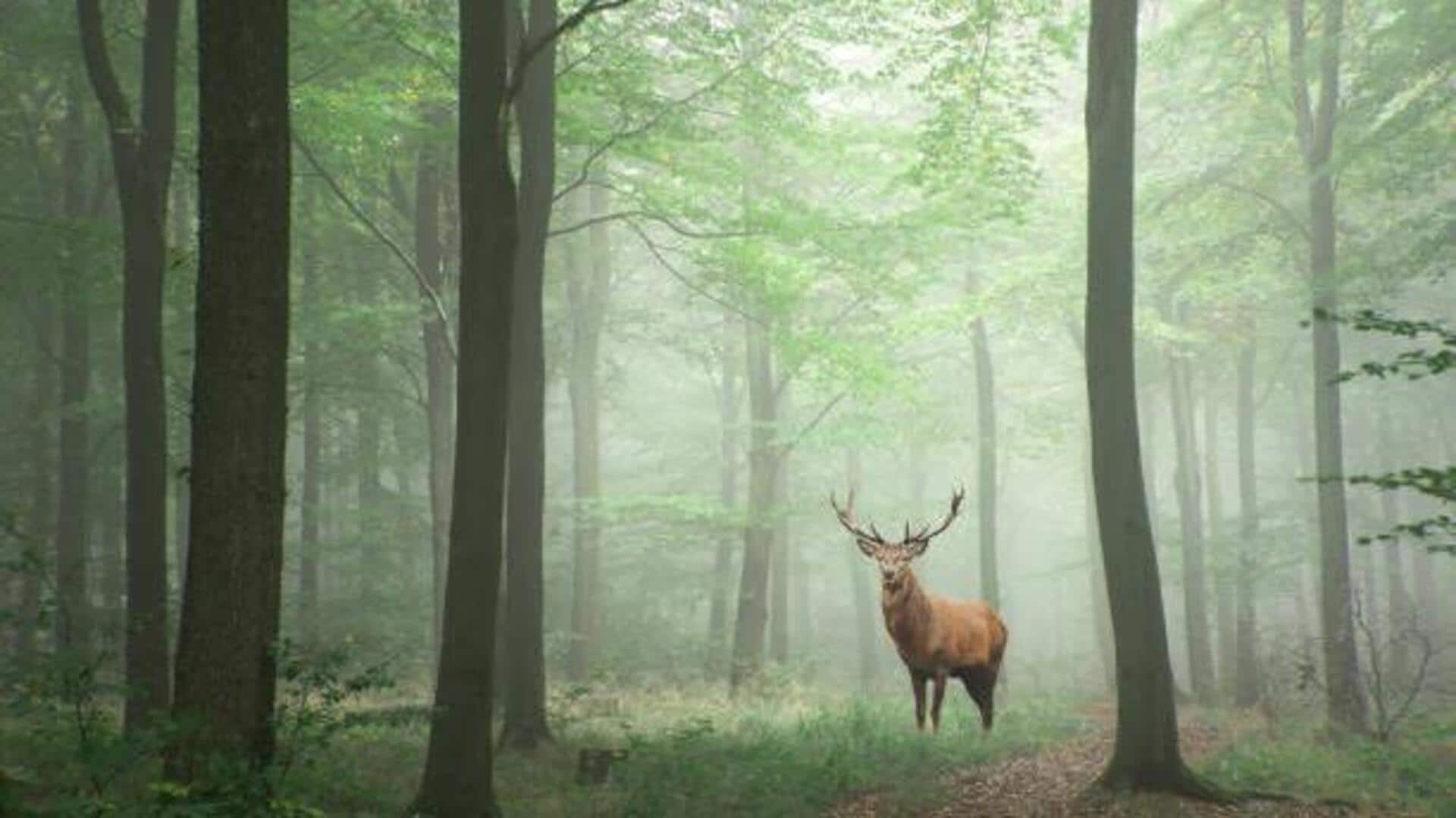 Hiking routes where you can spot rare wildlife Hiking routes where you can spot rare wildlife