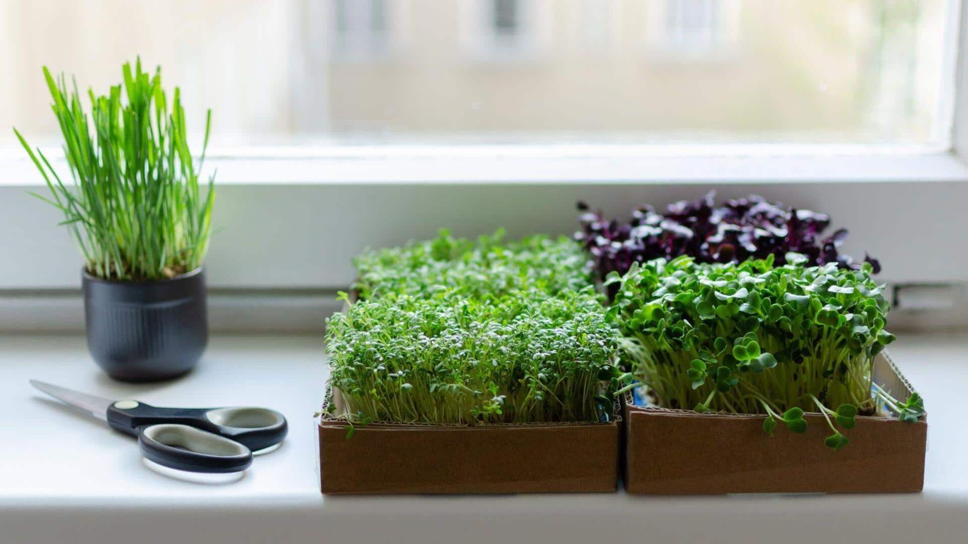 Microgreens in home decor: Here's how to get started