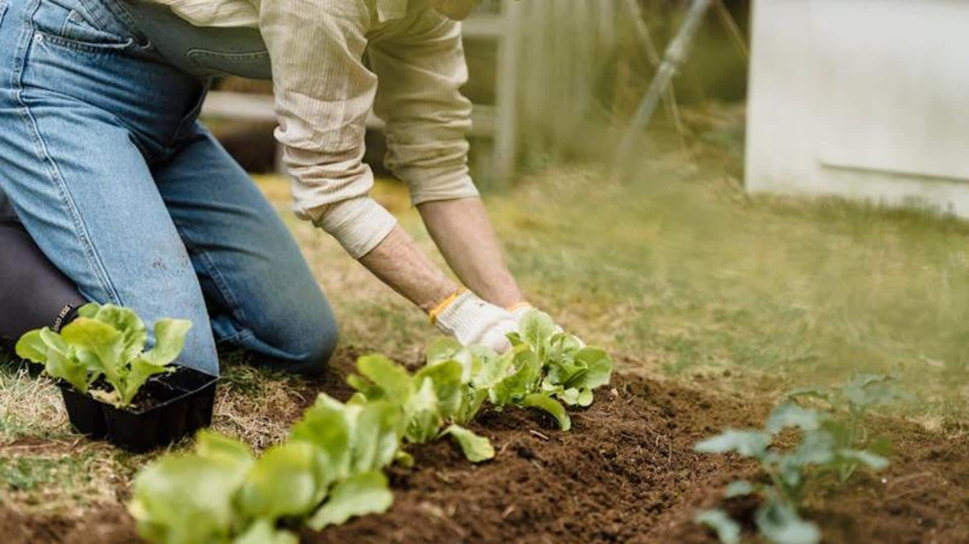 Invigorating wellness with DIY vegetable gardening