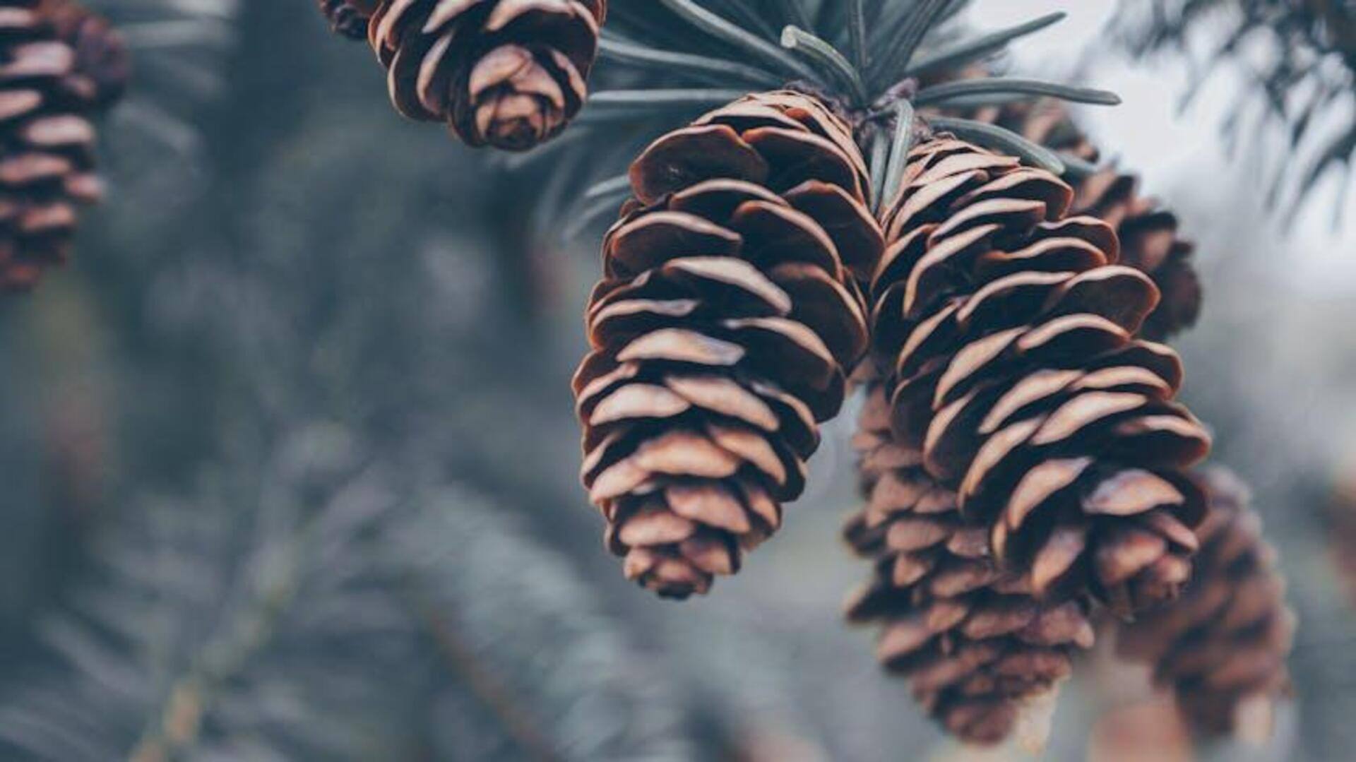 A guide to pine cone foraging: Nature, creativity, and sustainability 