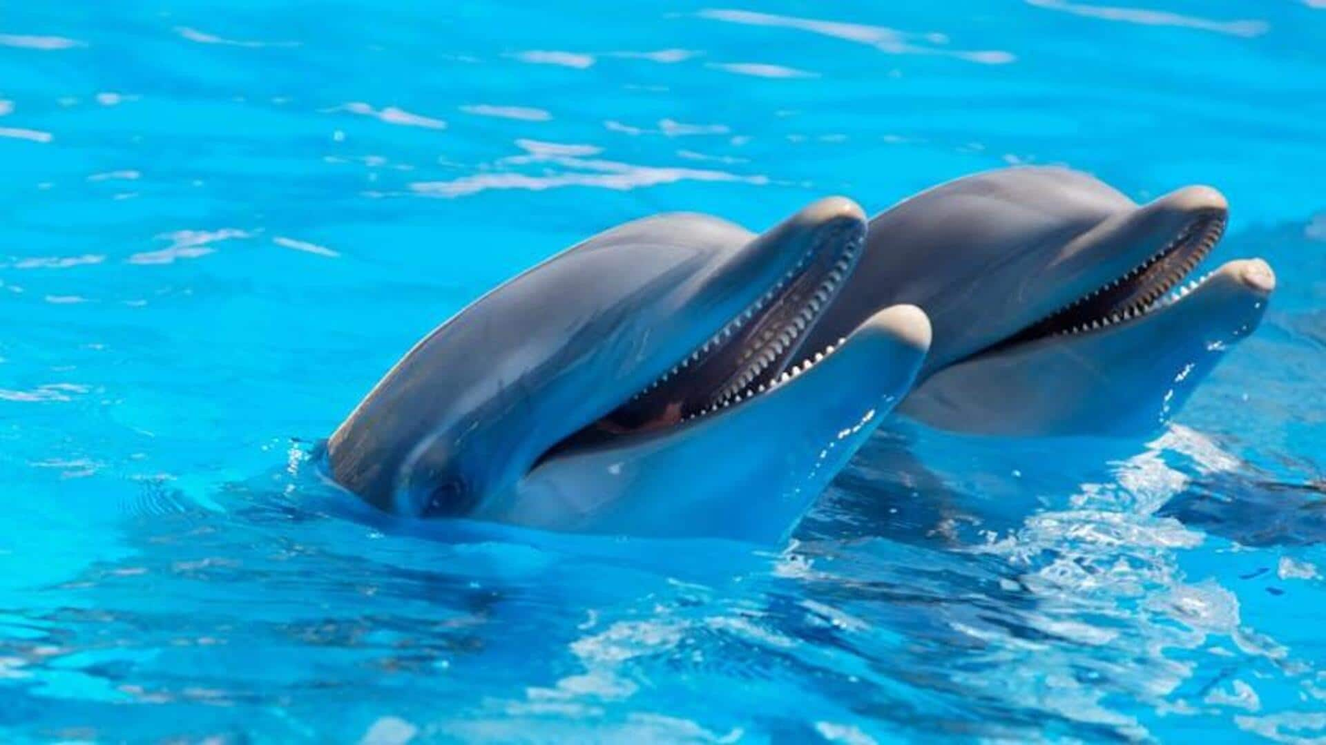 Discover the language of dolphins. Read how 