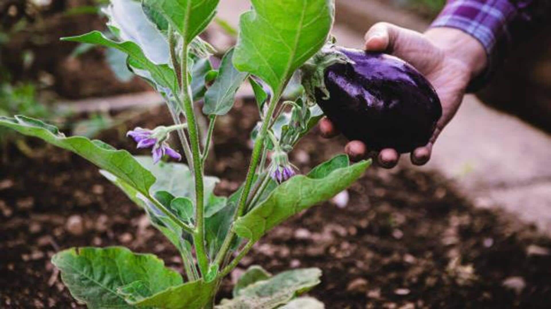 Eggplant leaves: Nutrition, culinary uses, and more Eggplant leaves: Nutrition, culinary uses, and more