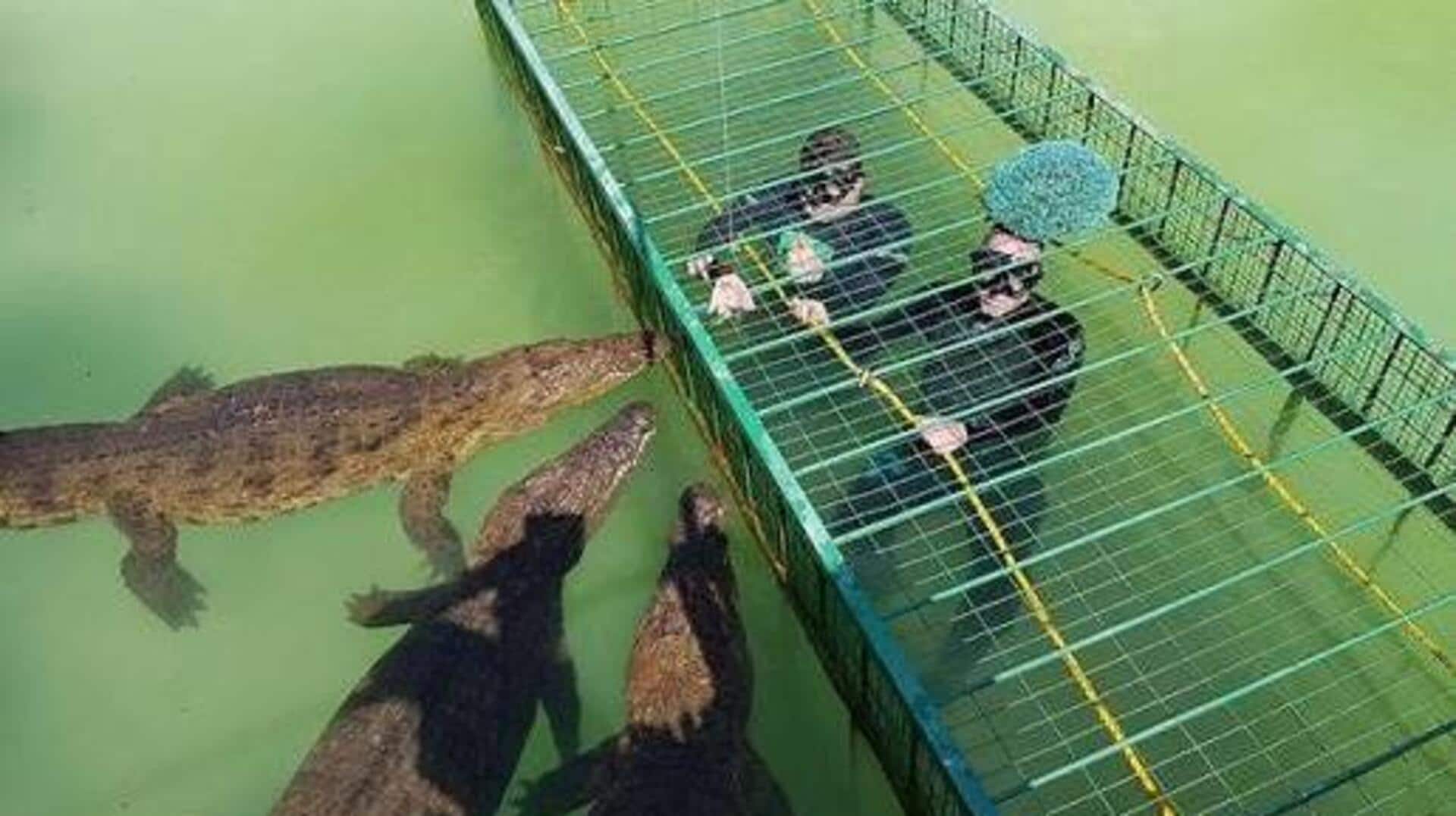 Cage diving with crocodiles: A mindblowing experience