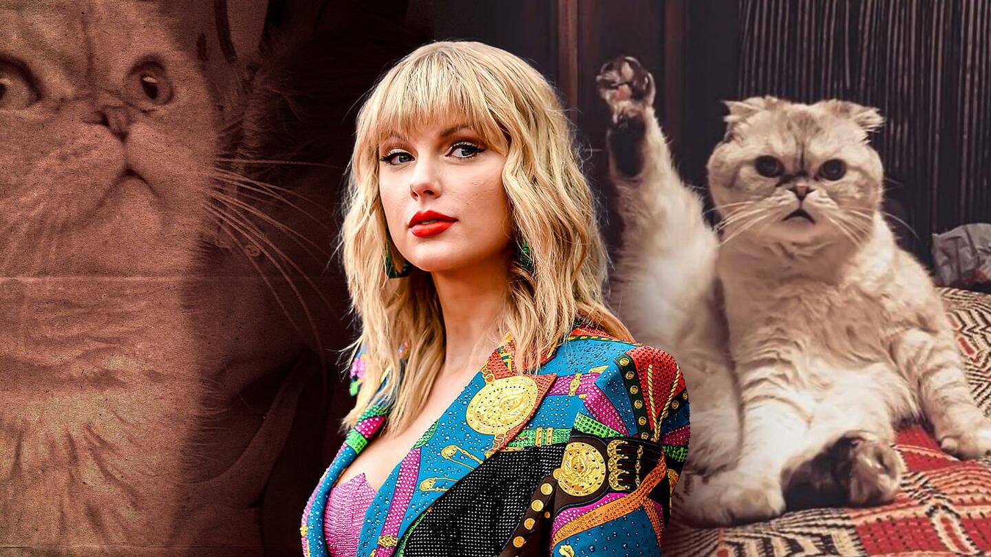 Olivia Benson Swift Taylor Swift s Cat Olivia Benson SO CUTE Olivia Benson Swift Taylor Swift s Cat Olivia Benson SO CUTE