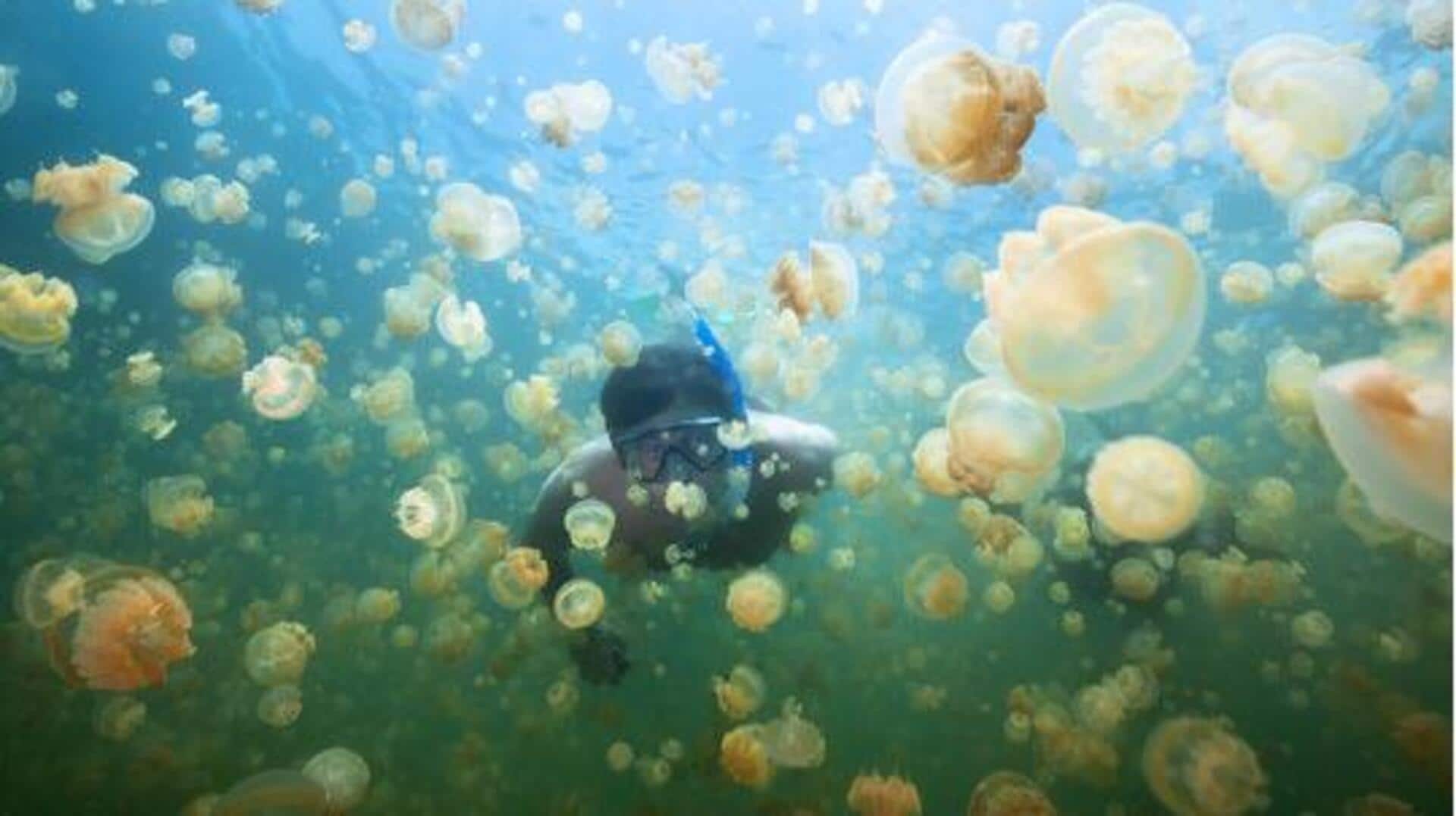Snorkeling with jellyfish: Top destinations worth exploring Snorkeling with jellyfish: Top destinations worth exploring