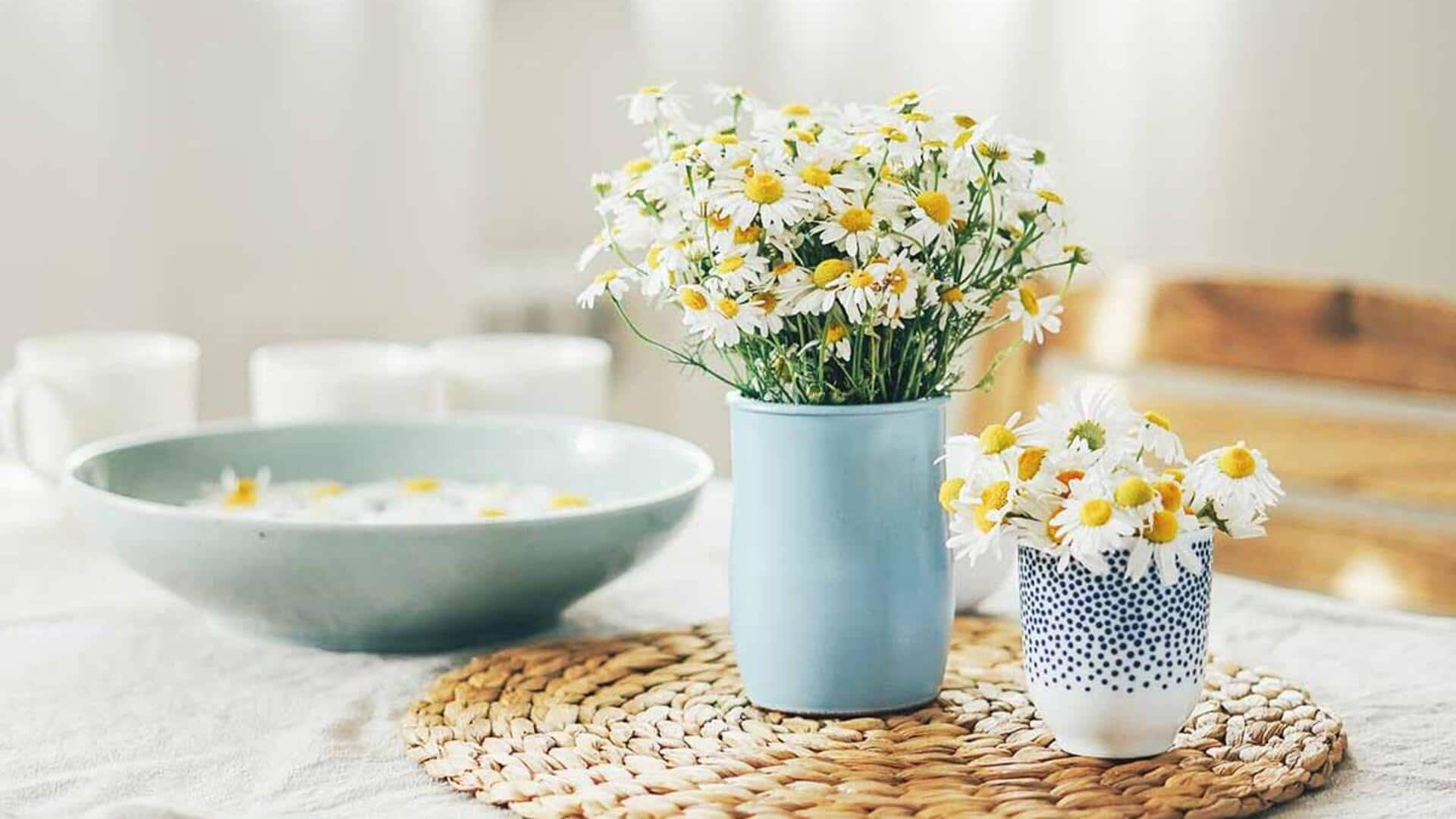 How to grow chamomile in containers