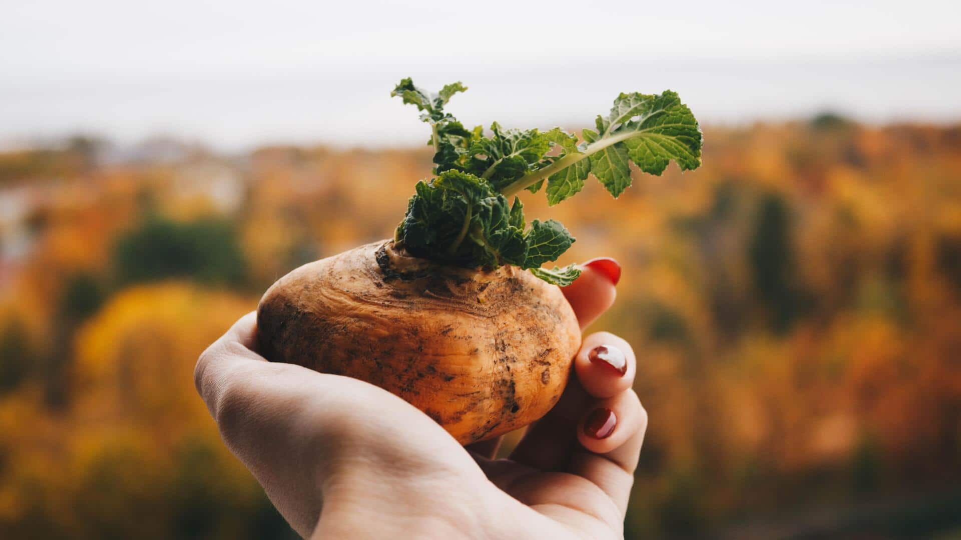 How maca root can naturally boost your energy
