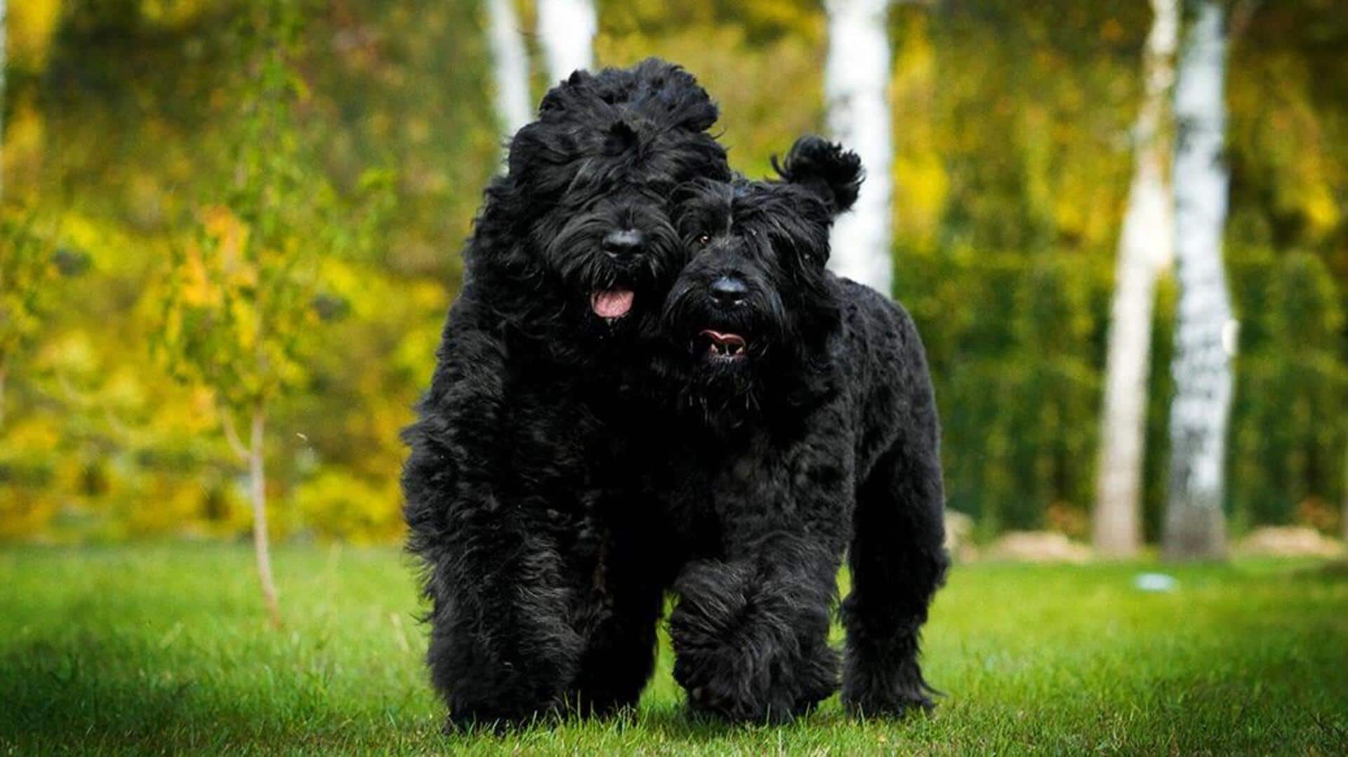 Care tips for your Black Russian Terrier dog