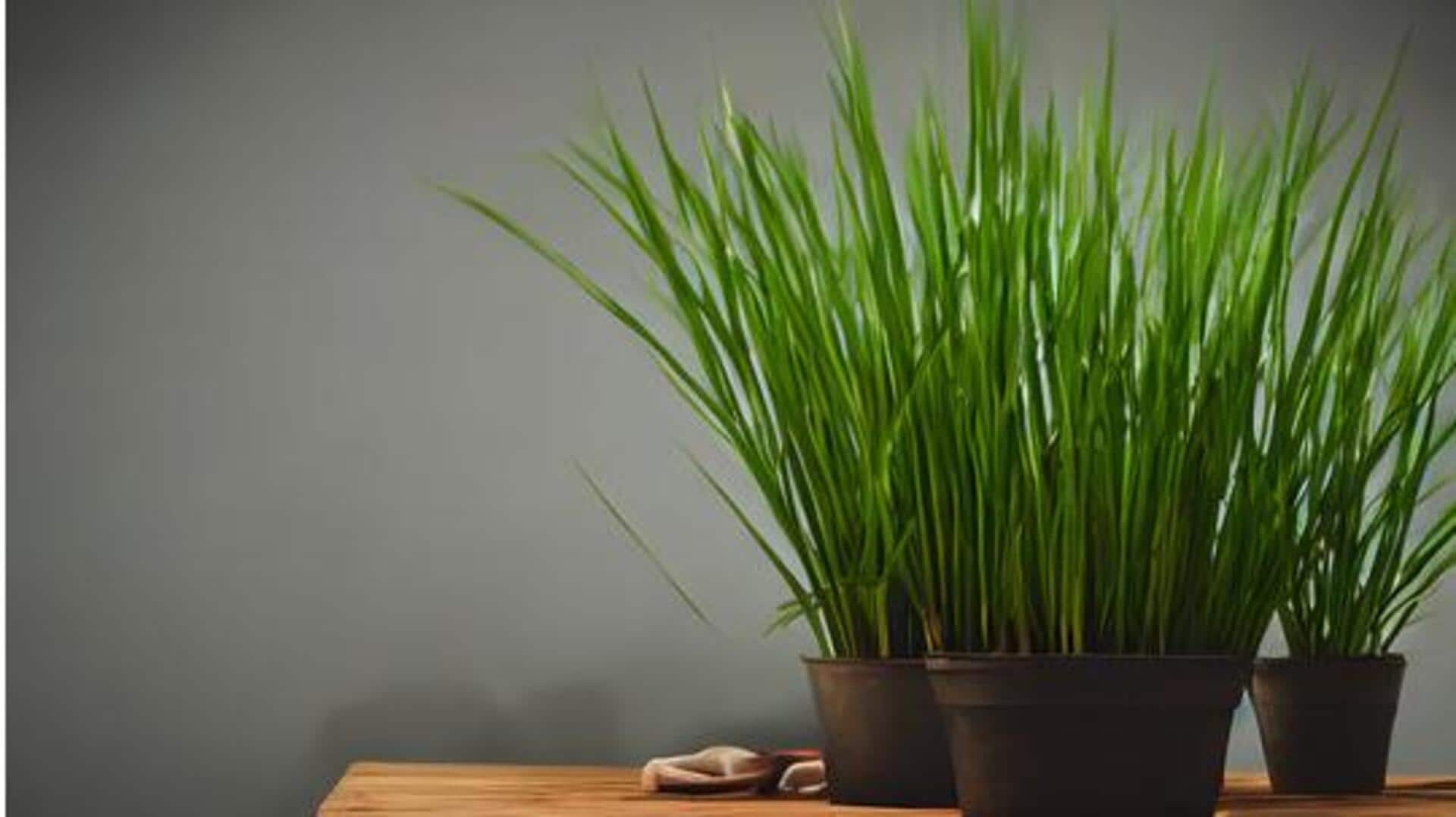 How to grow lemongrass in pots