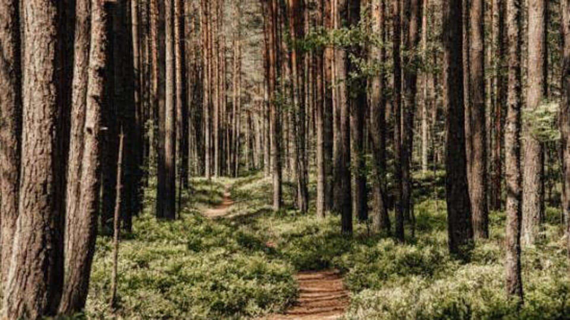 Nature lovers, you must visit Latvia's ancient forests 