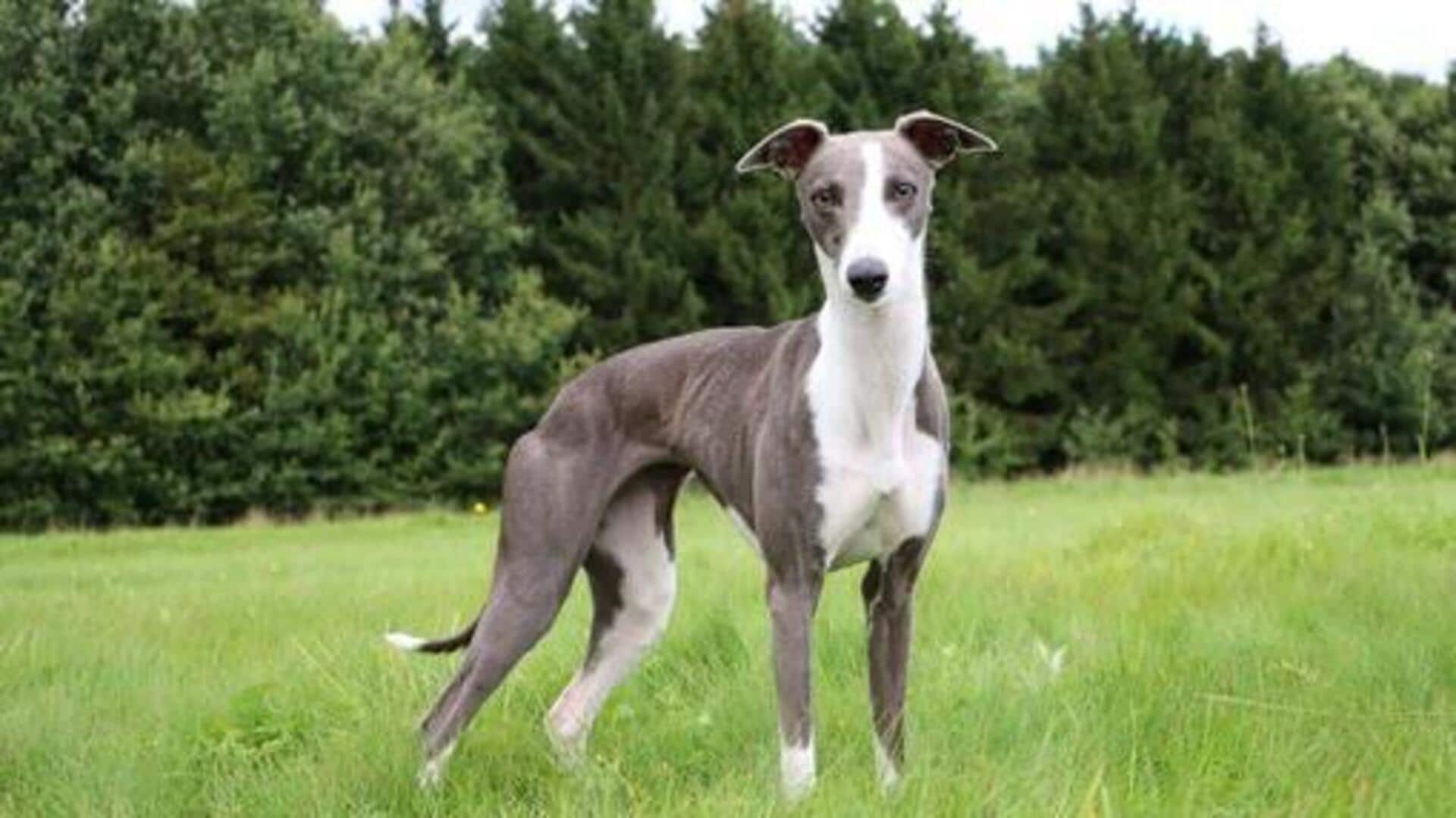 Calming the quivers: Solutions for Whippet separation anxiety 