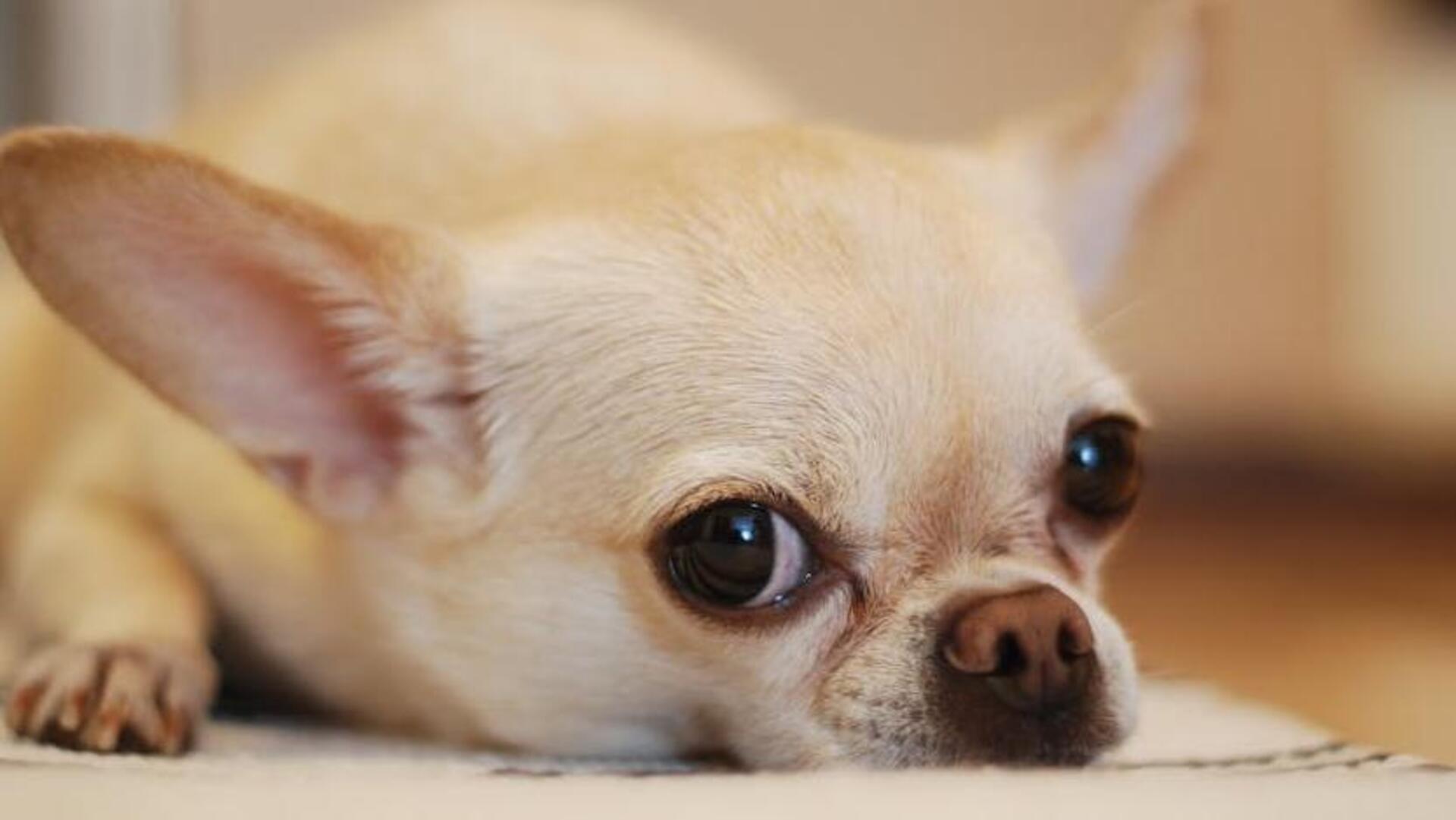 How to take care of your Chihuahua during cold weather