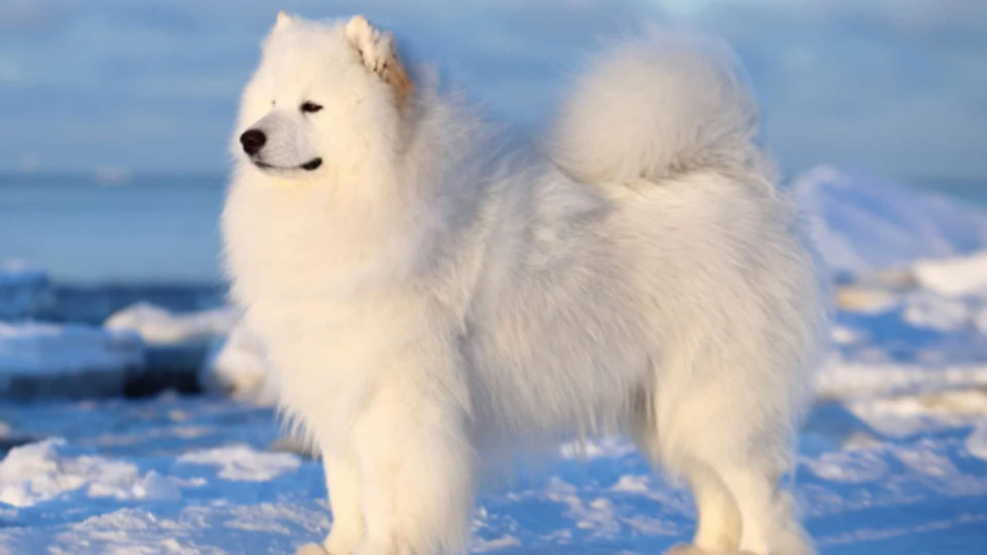 Tips to take care of your Samoyed dog's tail