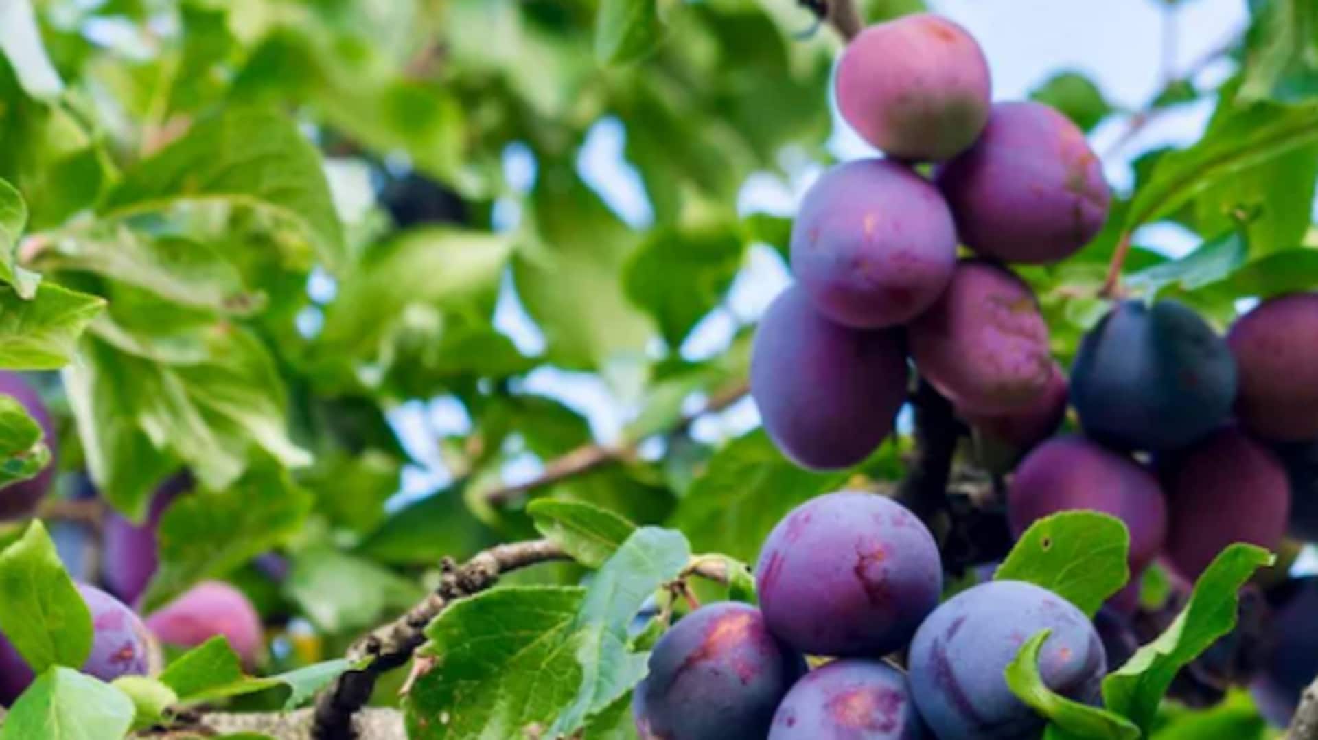 5 surprising ways plums benefit your skin 5 surprising ways plums benefit your skin