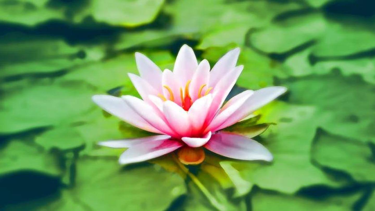 5 Ways Meditation Helps You