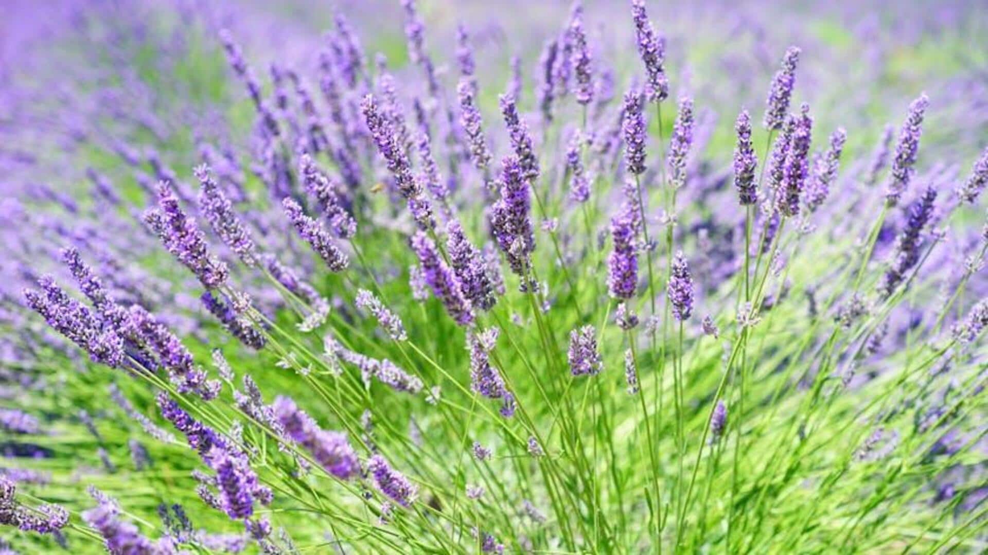 5 herbs you can easily grow at home 5 herbs you can easily grow at home