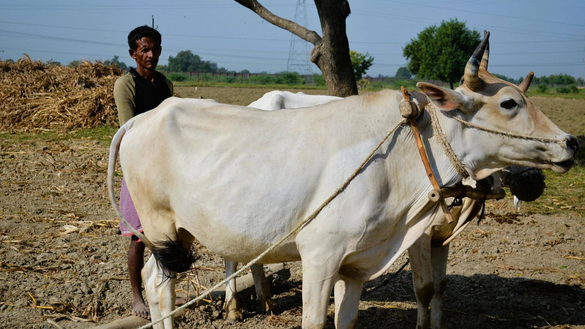 Centre withdraws controversial livestock bill amid massive backlash