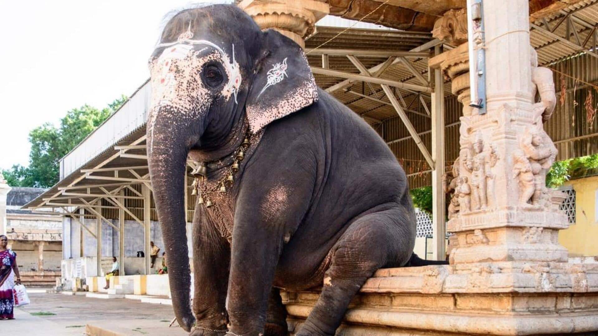 Tamil Nadu's adored elephant Akila turns 23 Tamil Nadu's adored elephant Akila turns 23