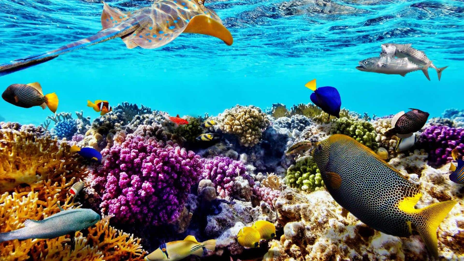 Great Barrier Reef recoverable if global warming stays below 2°C