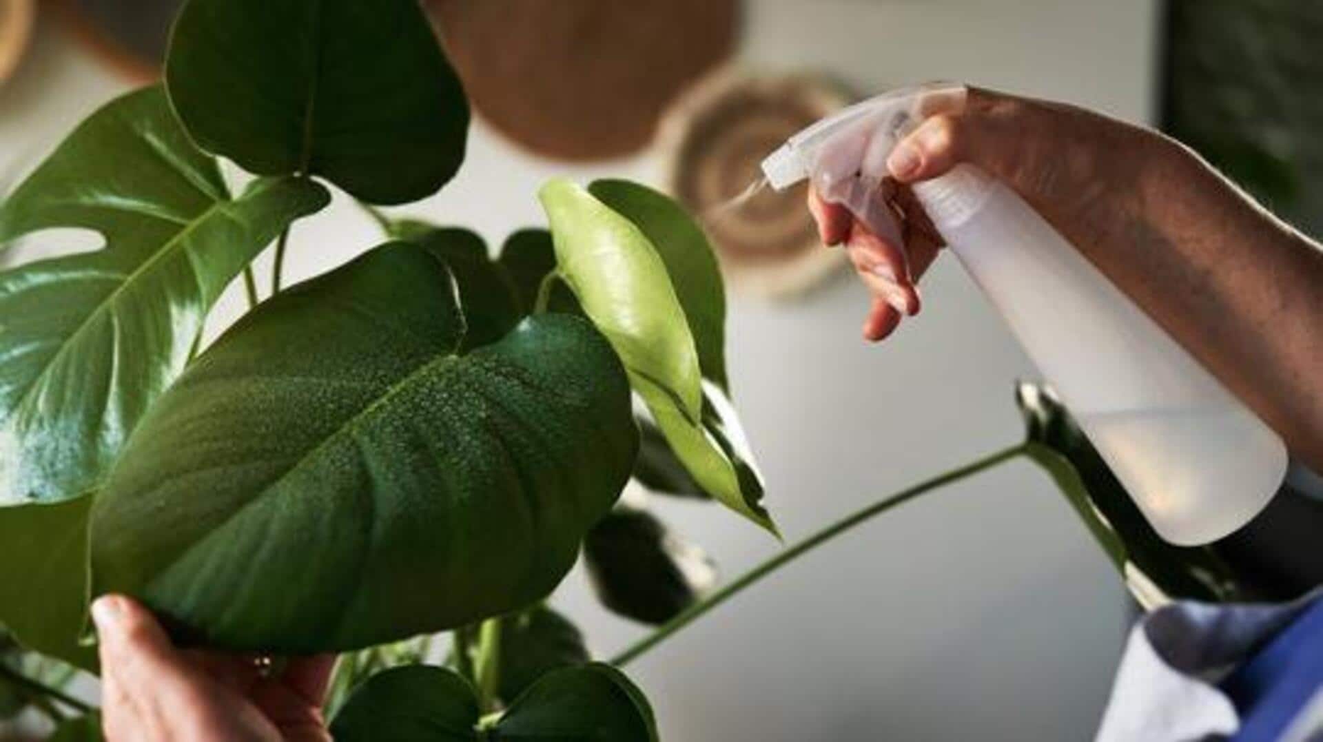 How to mist air plants for better growth