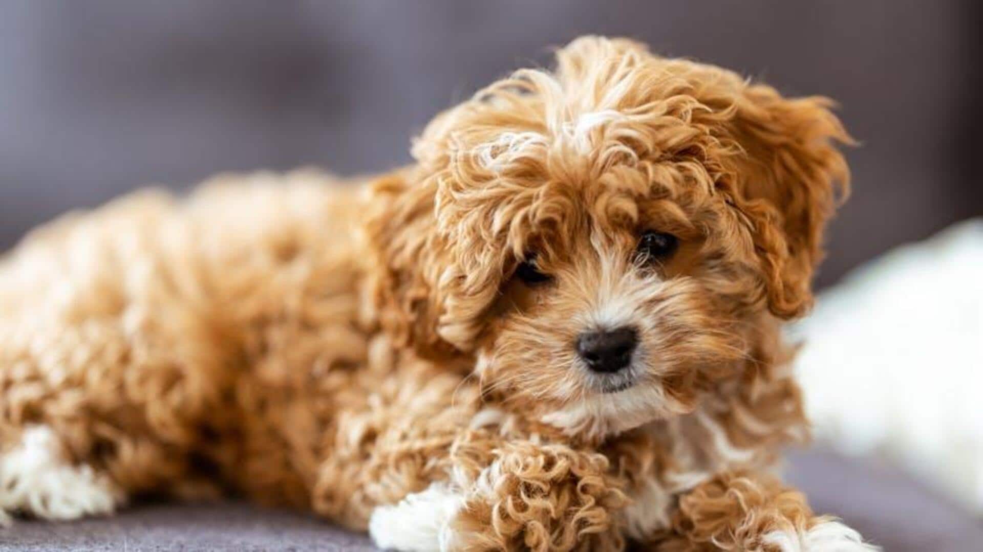 How to manage dog shedding at home