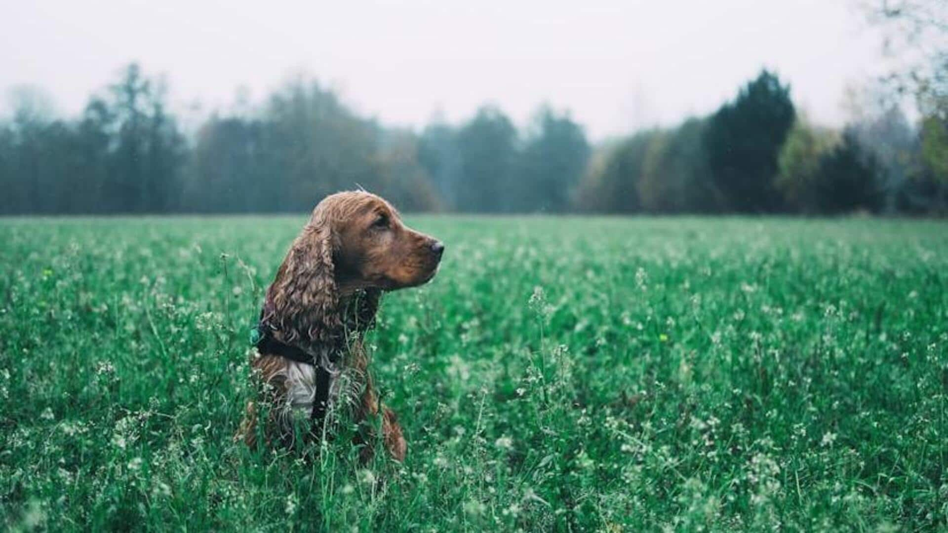 Essential grooming tips for your Cocker Spaniel