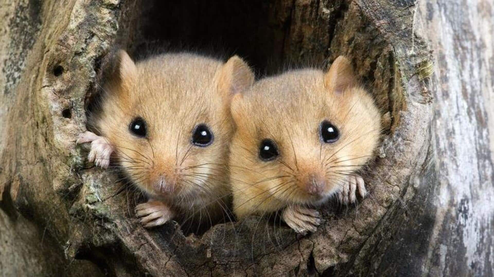 Scientists create mice with 2 biological fathers