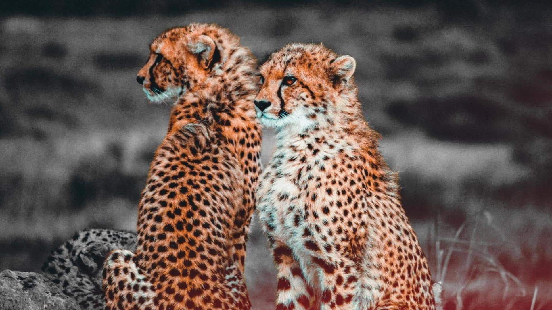 MP: 12 South African cheetahs arrive at Kuno National Park